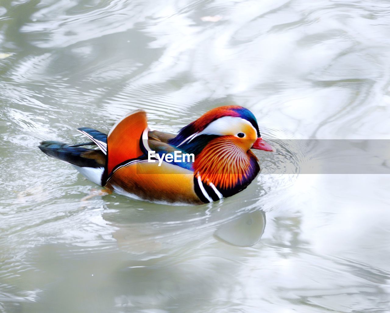 HIGH ANGLE VIEW OF DUCK SWIMMING ON LAKE