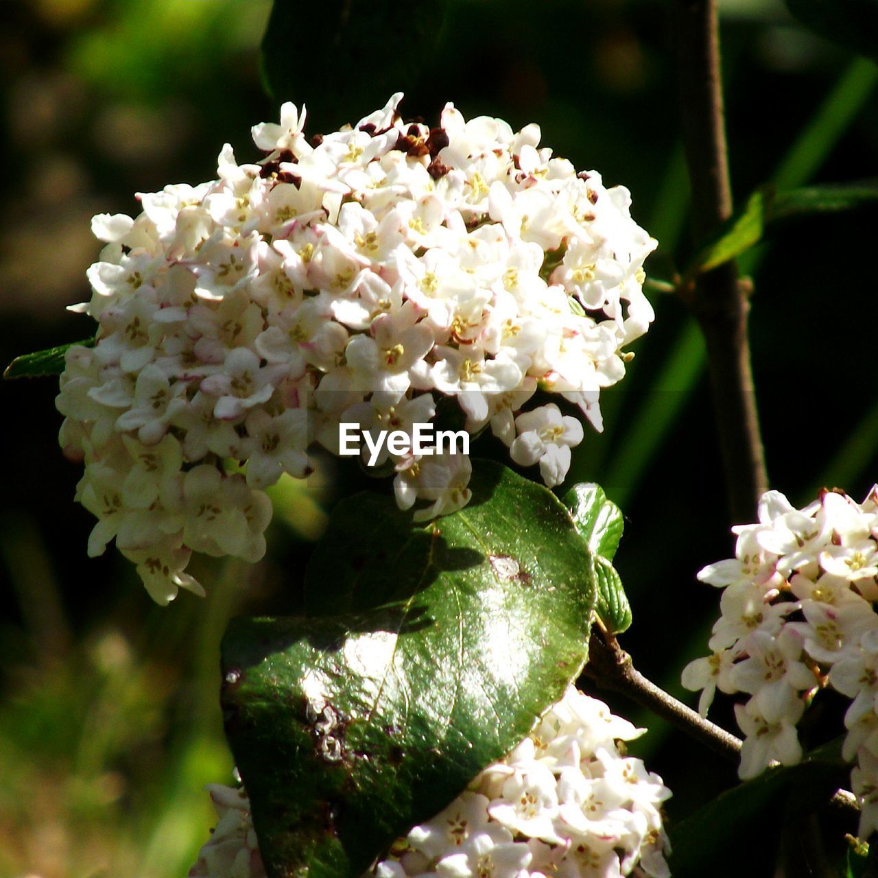 CLOSE-UP OF WHITE FLOWERS BLOOMING