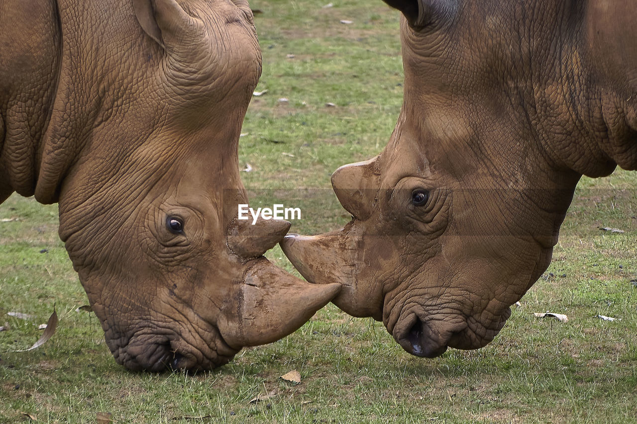 Two rhinos come face to face to fight it out