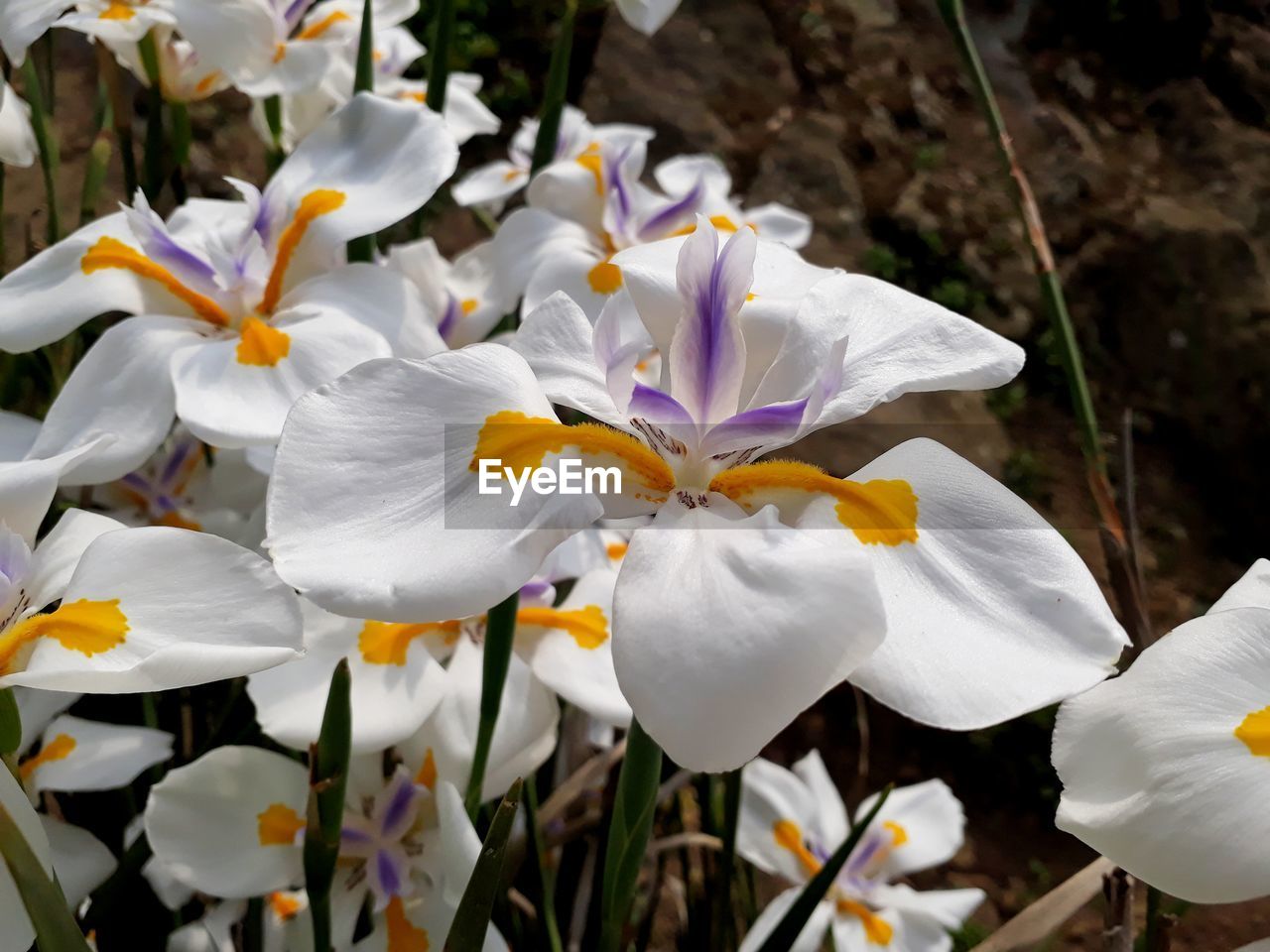 Close-up of white crocus flowers
