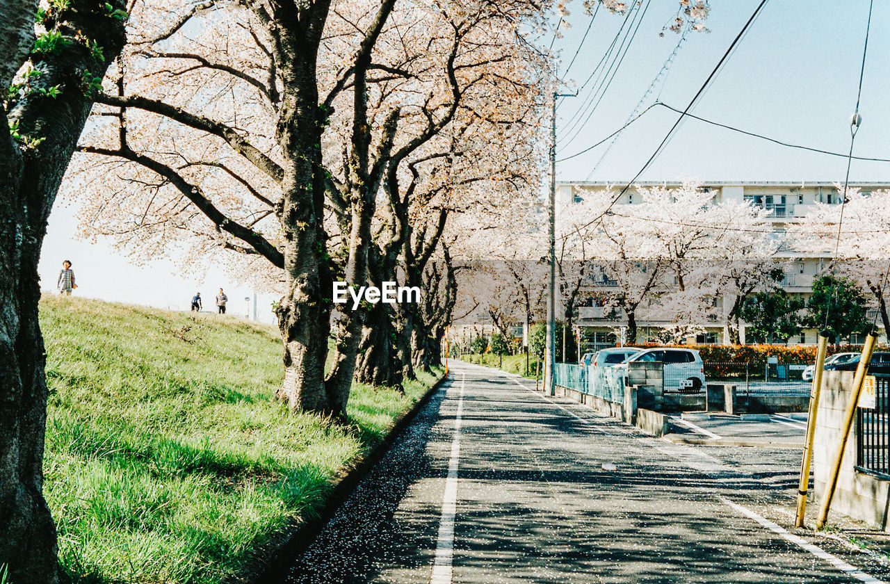 EMPTY ROAD AMIDST TREES AND PLANTS AGAINST SKY