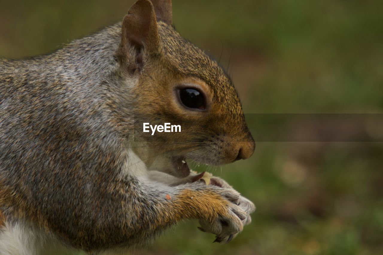 CLOSE-UP OF SQUIRREL ON ROCK