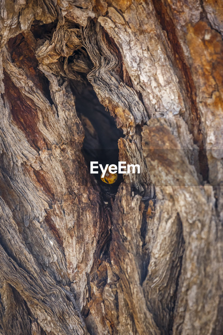 nature, wildlife, tree, textured, animal themes, no people, animal, animal wildlife, day, trunk, one animal, tree trunk, outdoors, close-up, wood, rough, geology, cave, rock, plant, insect, bird, leaf