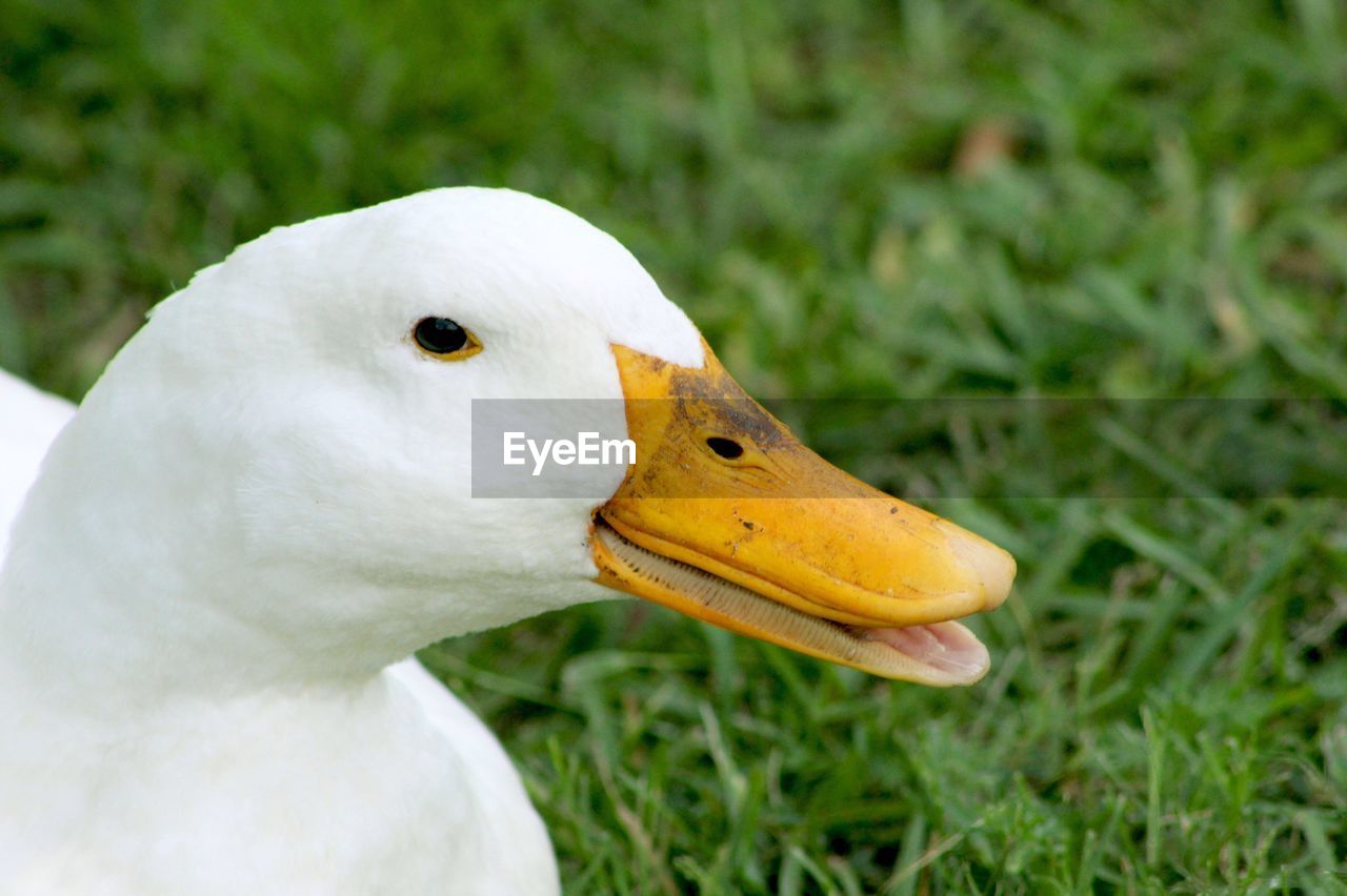 Close-up of duck on grassy field