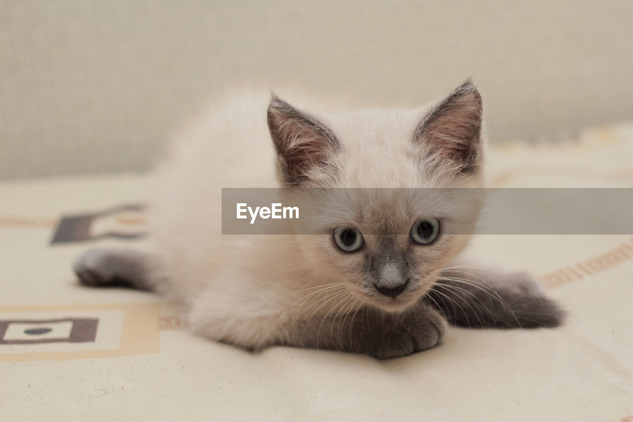 CLOSE-UP PORTRAIT OF A CAT