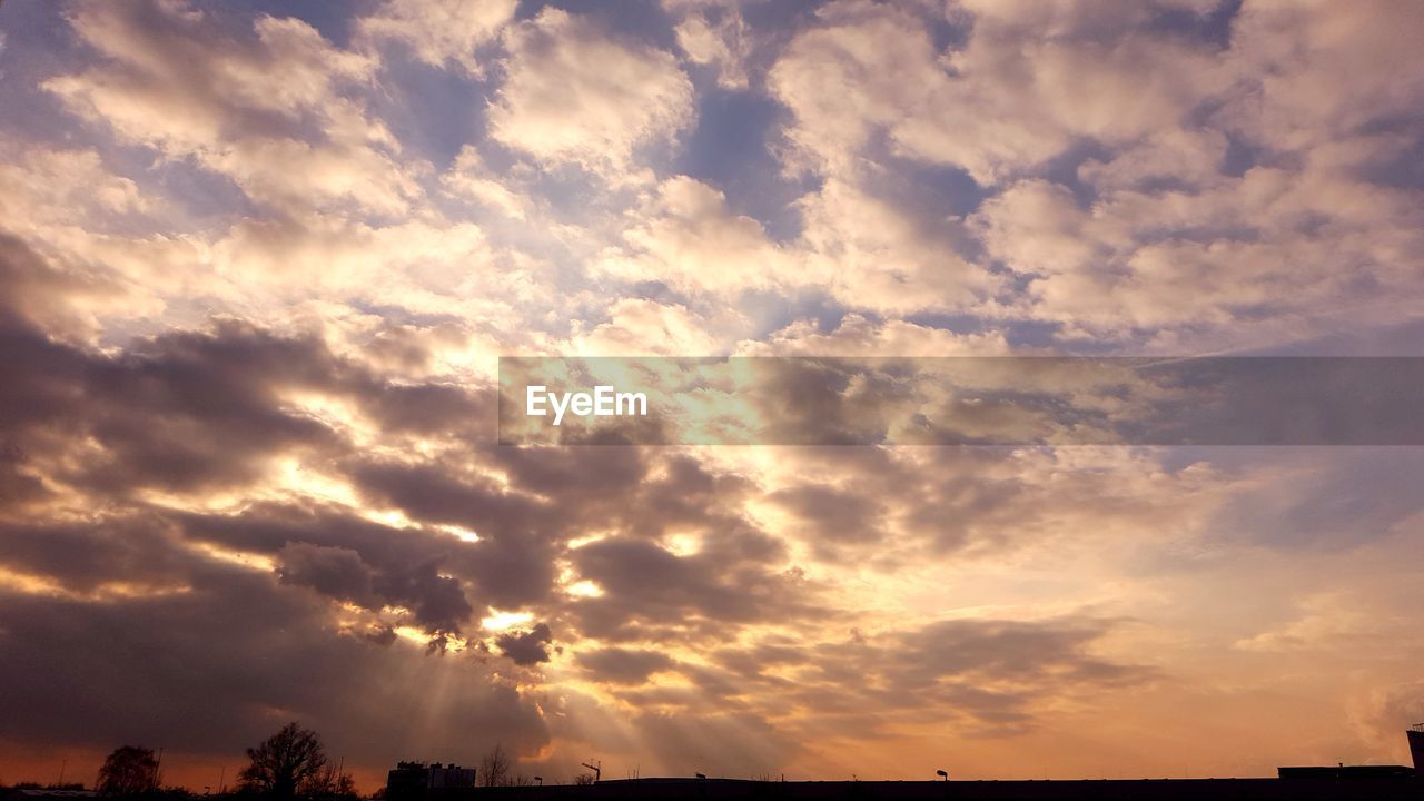 LOW ANGLE VIEW OF TREES AGAINST SKY