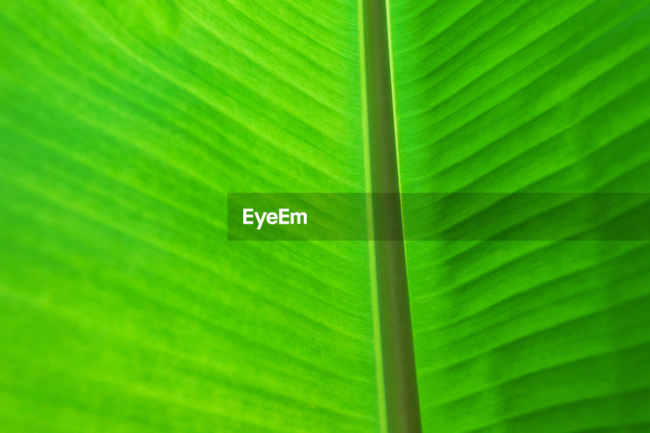 FULL FRAME SHOT OF PALM LEAF WITH GREEN LEAVES