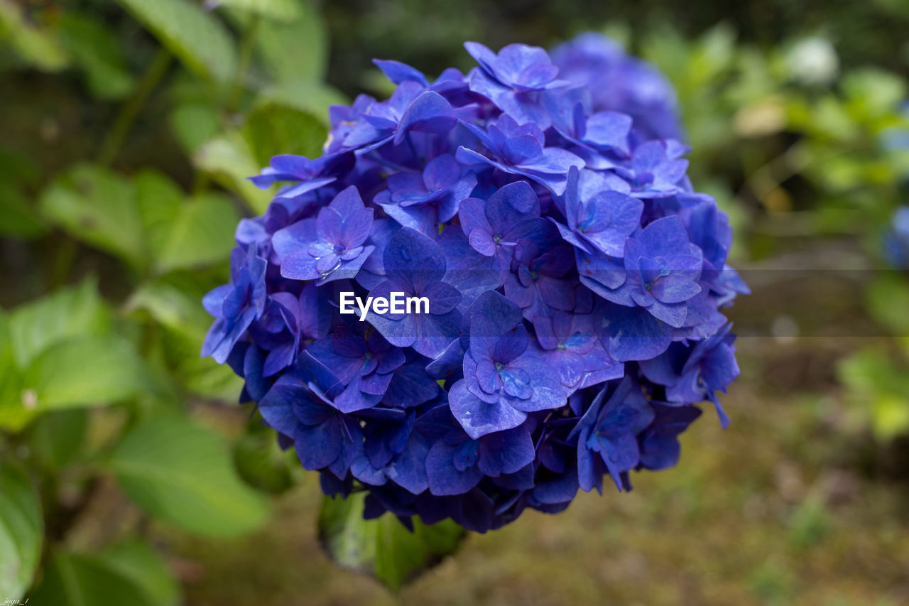 CLOSE-UP OF PURPLE HYDRANGEA FLOWER