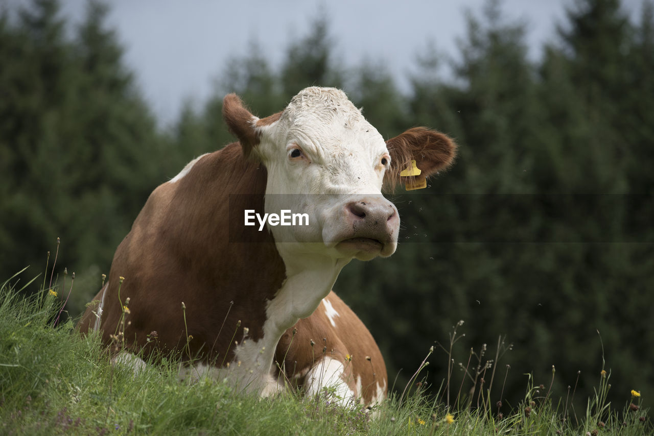 Grazing cows on an alpine pasture, farm animals in the mountains