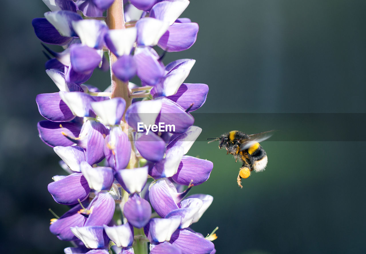 Bumble bee in flight with a purple lupin