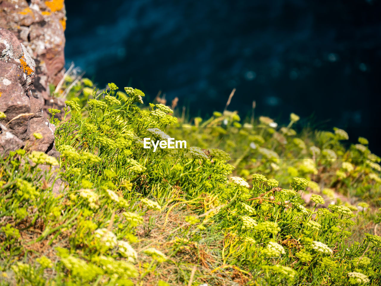 Close-up of moss growing on rock