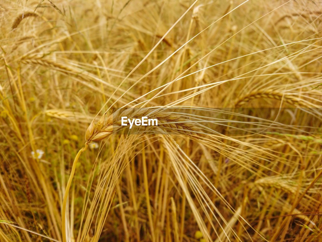 CLOSE-UP OF WHEAT PLANTS ON FIELD