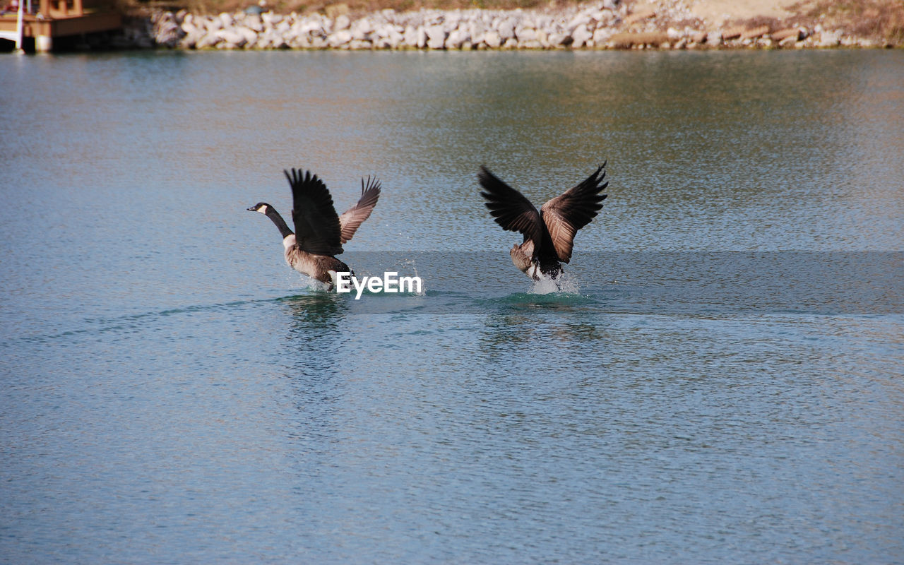 TWO BIRDS FLYING OVER LAKE
