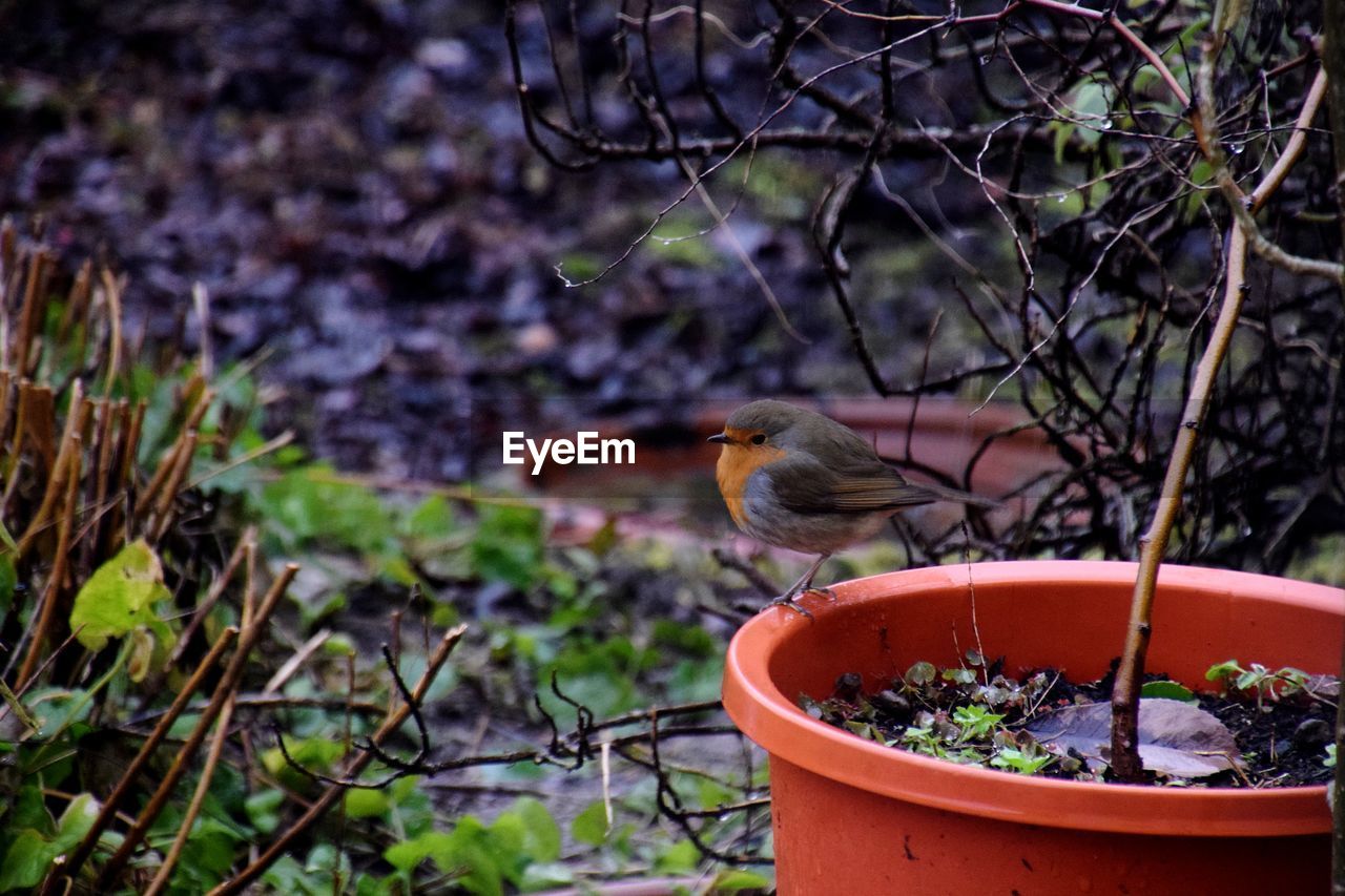 CLOSE-UP OF BIRD PERCHING IN POT