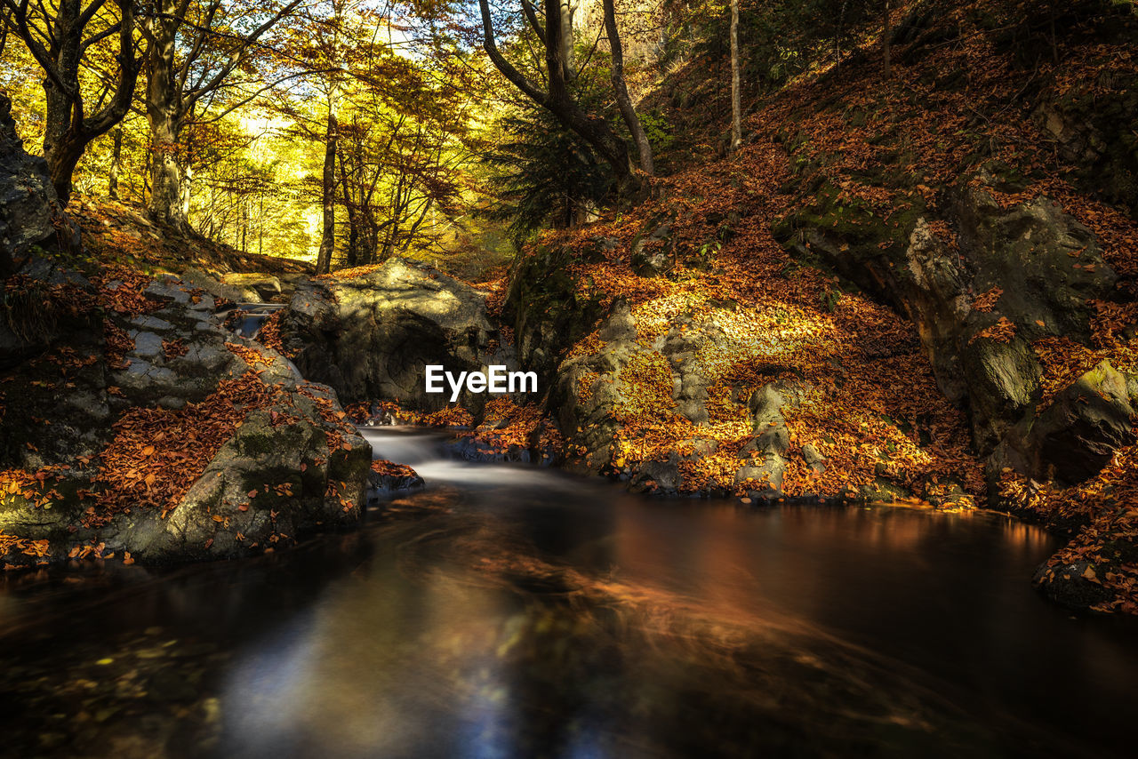 River amidst trees in forest during autumn