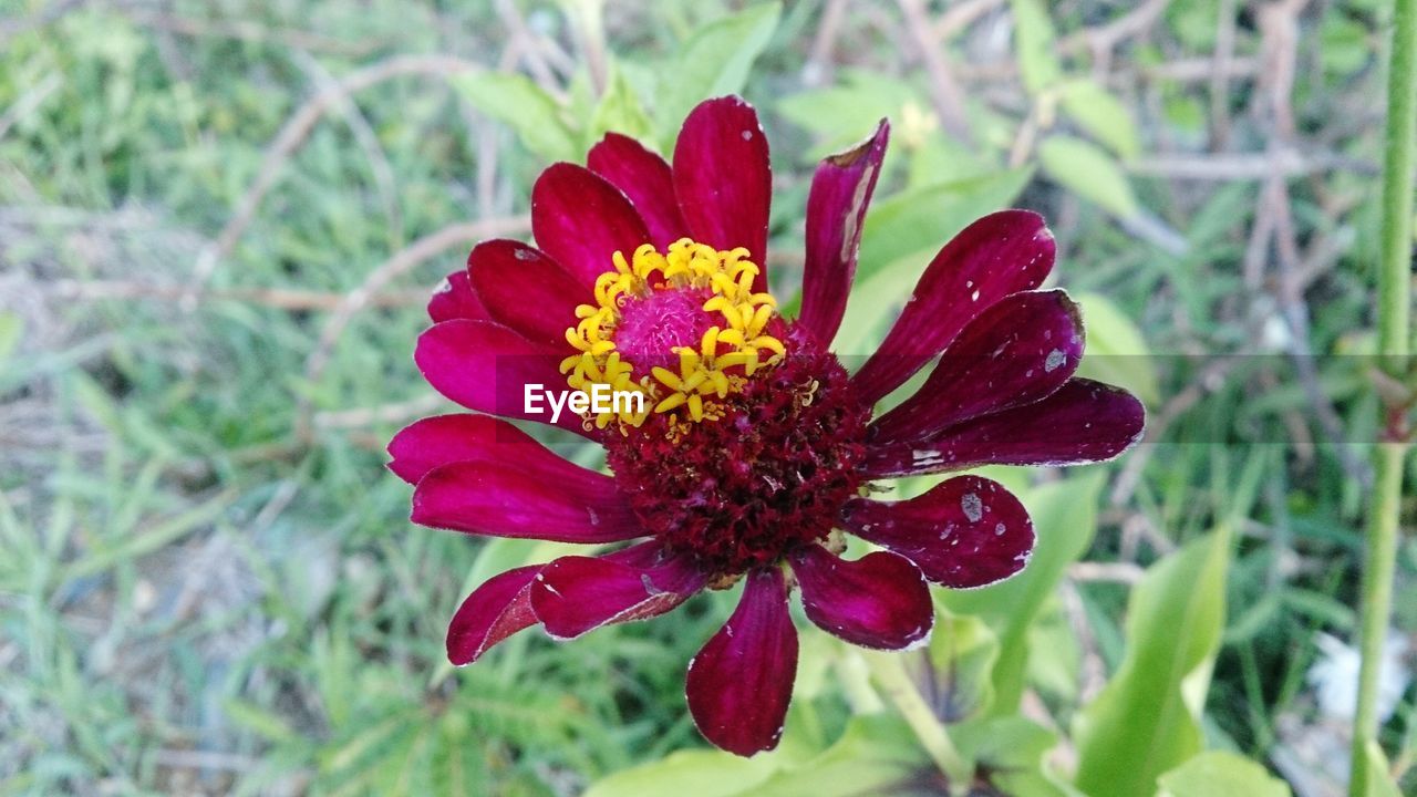Close-up of pink zinnia flower blooming on field