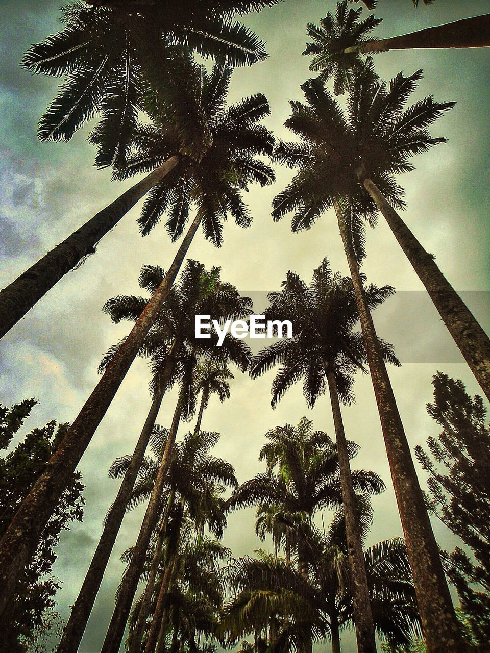 Low angle view of coconut palm trees against sky