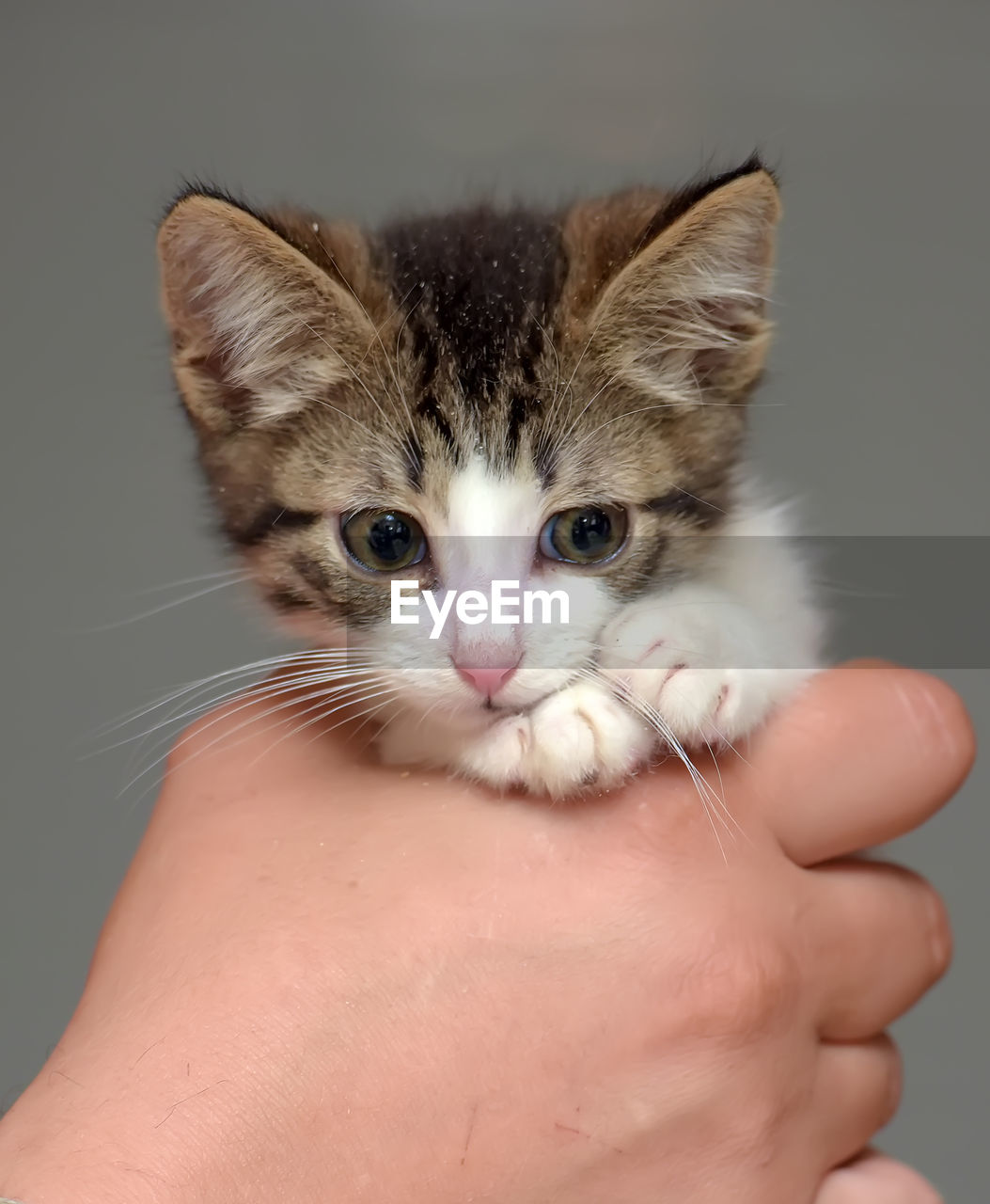 CROPPED IMAGE OF HAND HOLDING CAT
