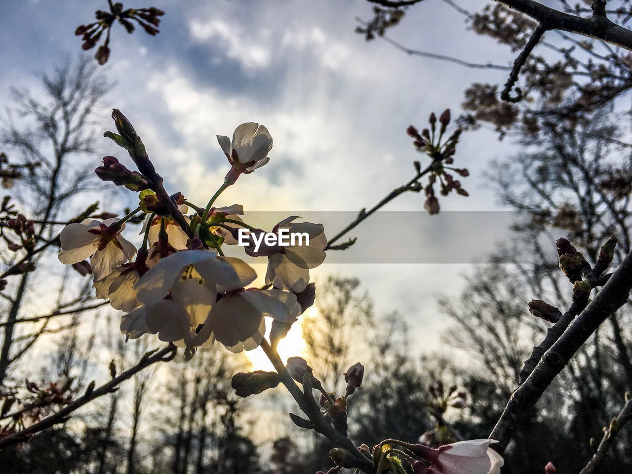 LOW ANGLE VIEW OF FLOWERS BLOOMING ON TREE