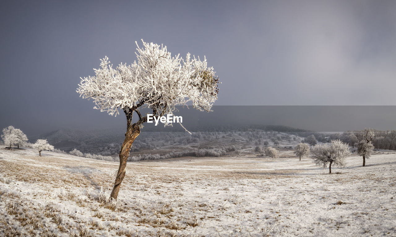 Bare tree on snow covered land against sky