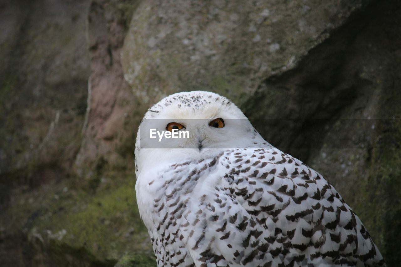 CLOSE-UP PORTRAIT OF OWL AGAINST ROCK