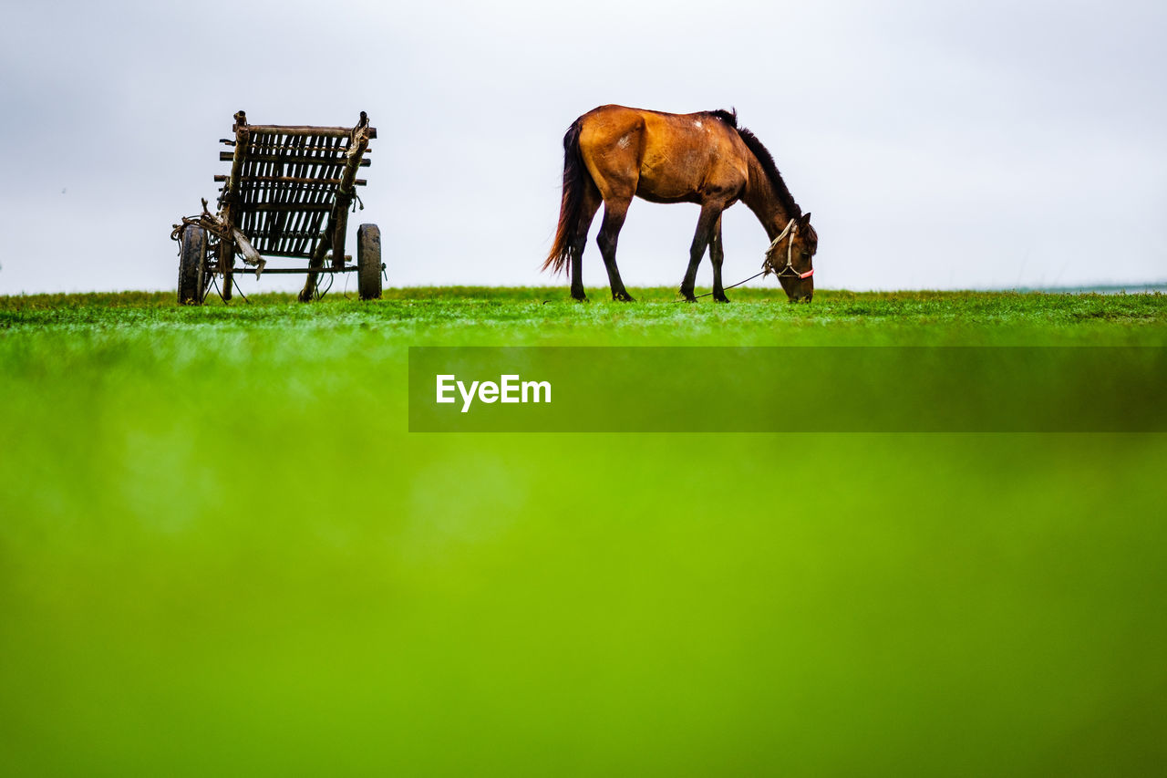 Horses standing in a field