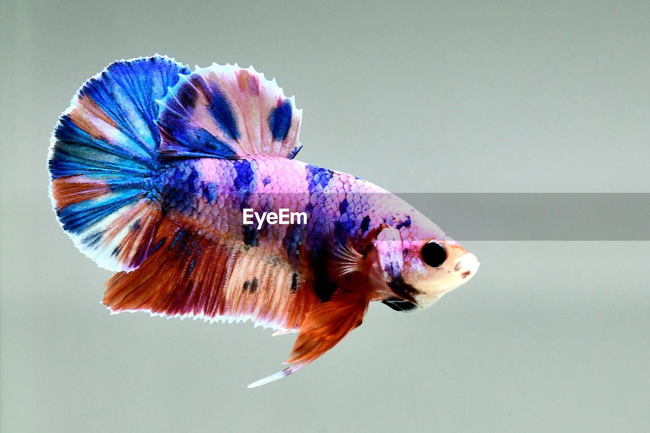 Betta fish siamese fighting fish in candy color halfmoon plakat from thailand