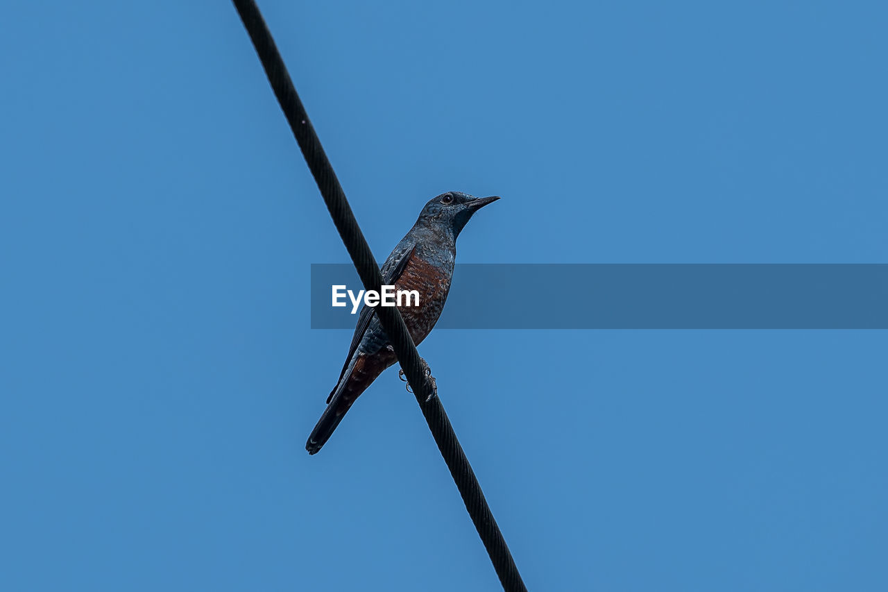 LOW ANGLE VIEW OF BIRD PERCHING ON POLE