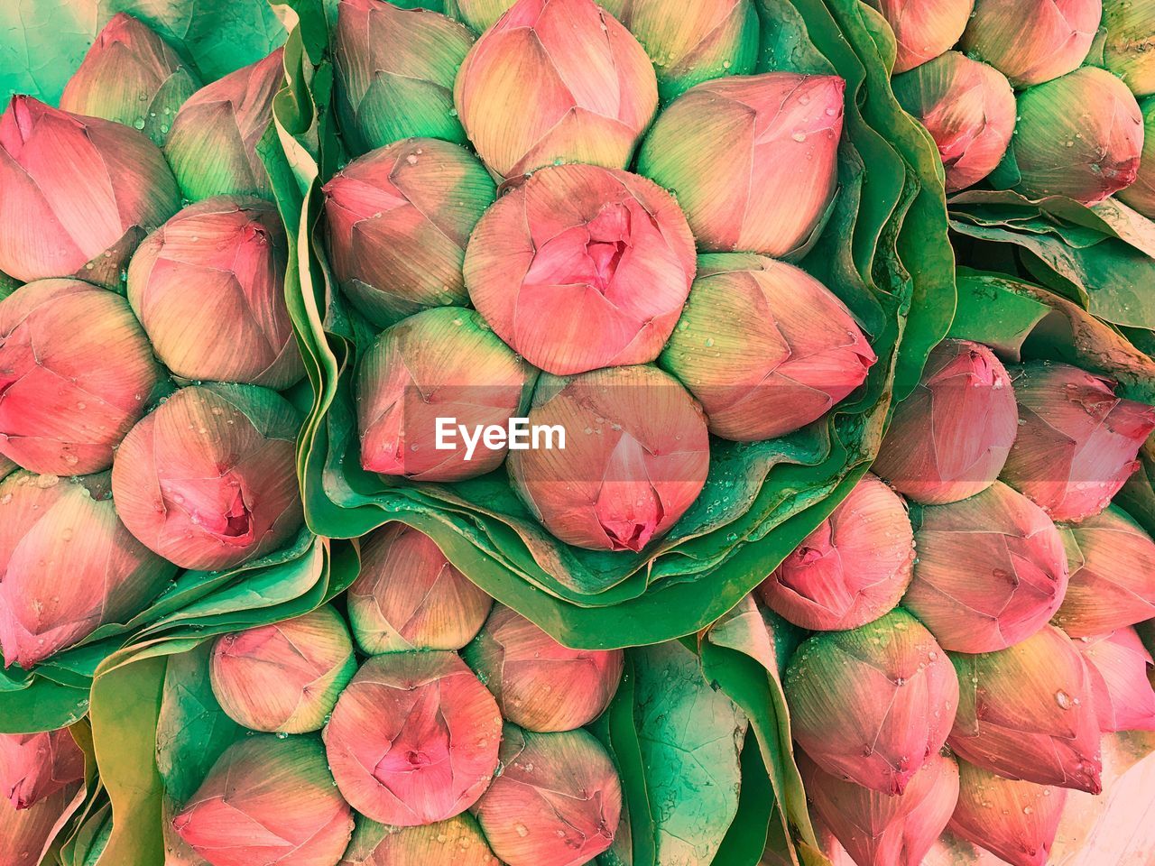 Directly above shot of lotus buds at flower market