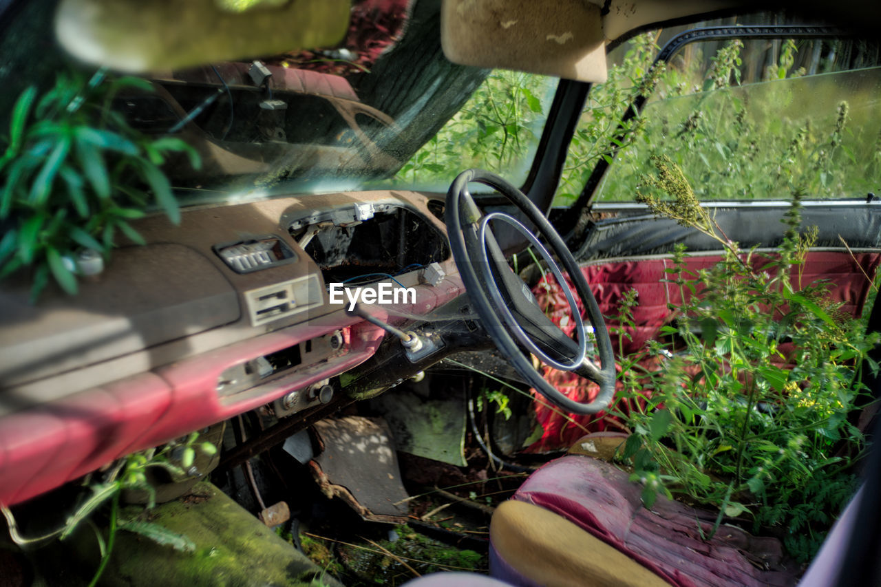 Overgrown plants in abandoned car