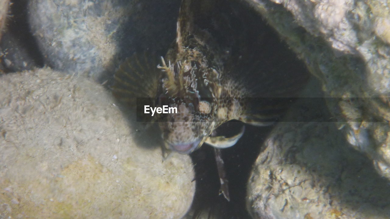 CLOSE-UP OF FISH SWIMMING UNDERWATER