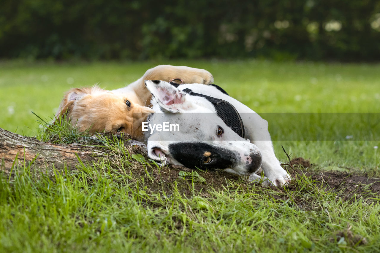 VIEW OF A DOG LYING ON GRASS