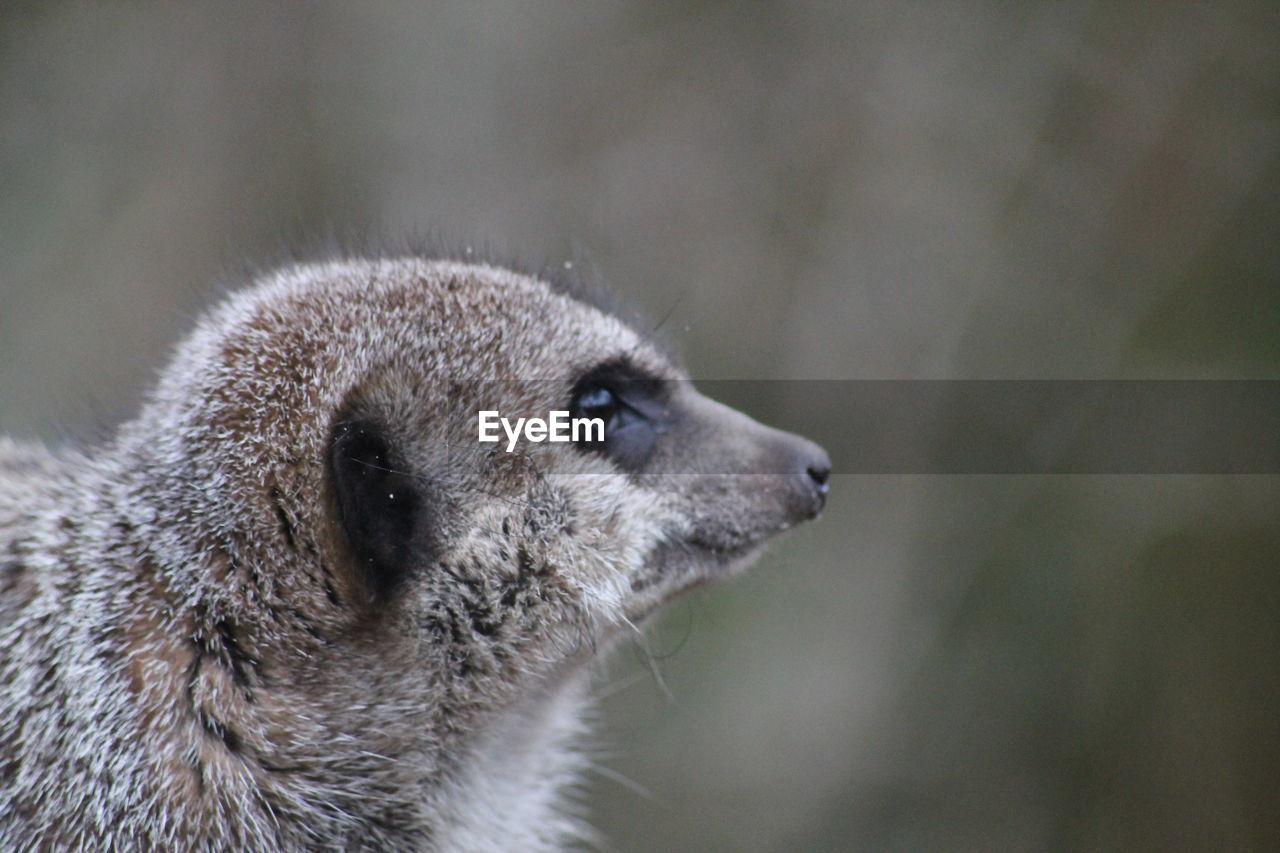 Close-up of a meerkat