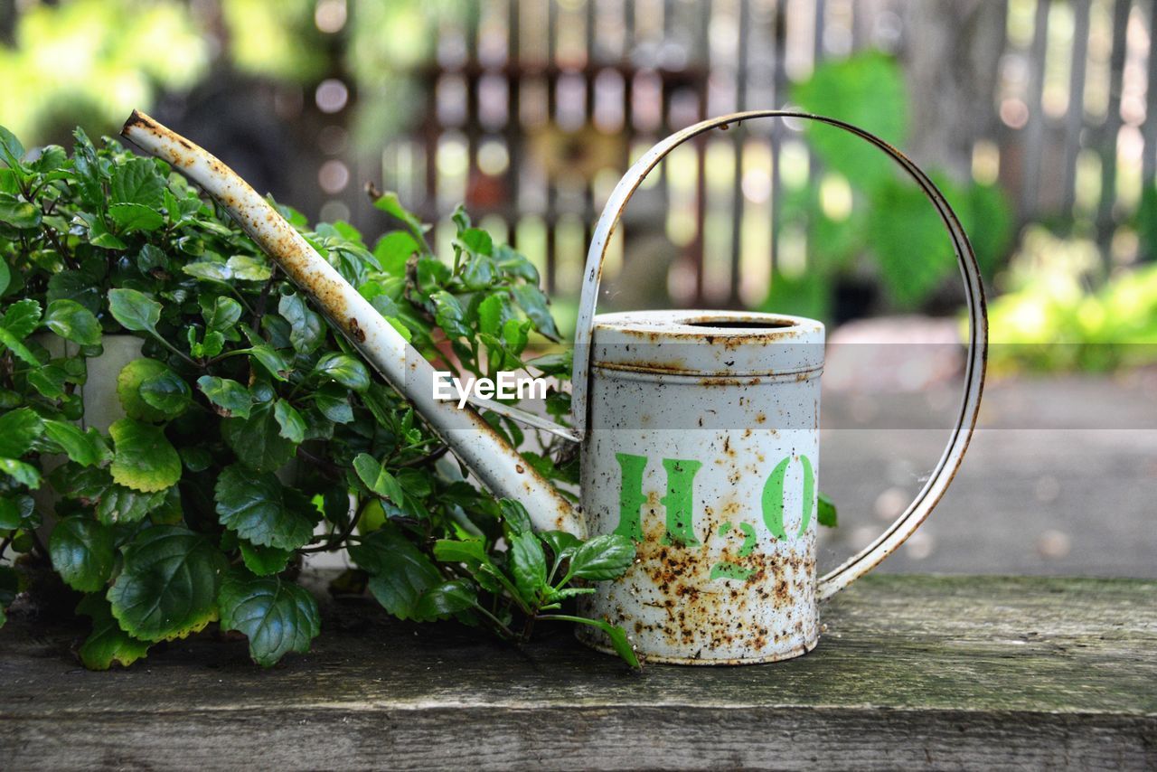 Close-up of watering can by plant in yard