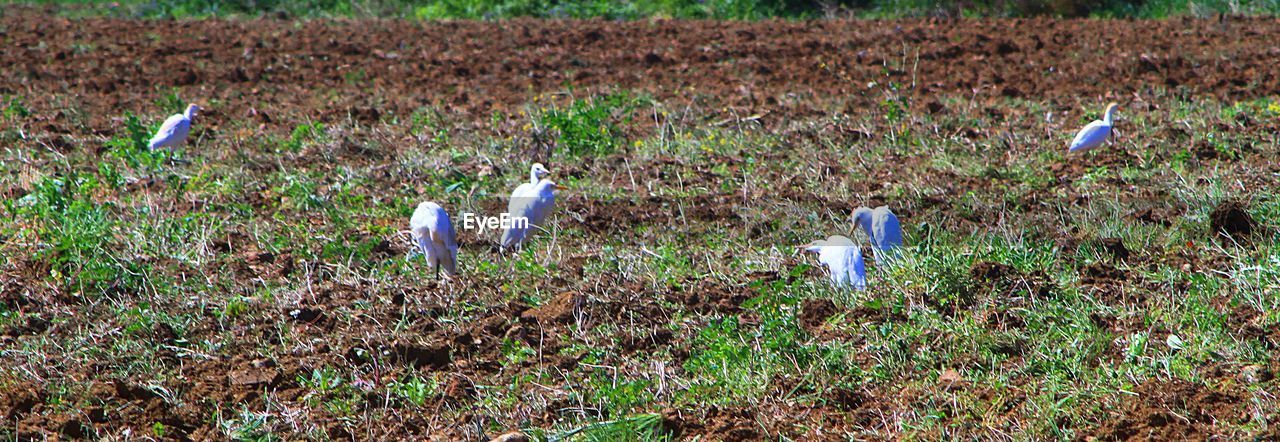 BIRD IN FIELD