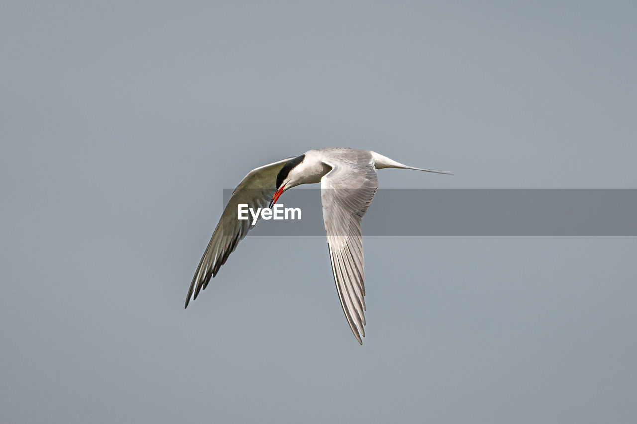 bird, animal themes, animal, animal wildlife, wildlife, flying, one animal, animal body part, beak, spread wings, no people, mid-air, nature, wing, motion, sky, full length, animal wing, copy space, outdoors, beauty in nature, seabird