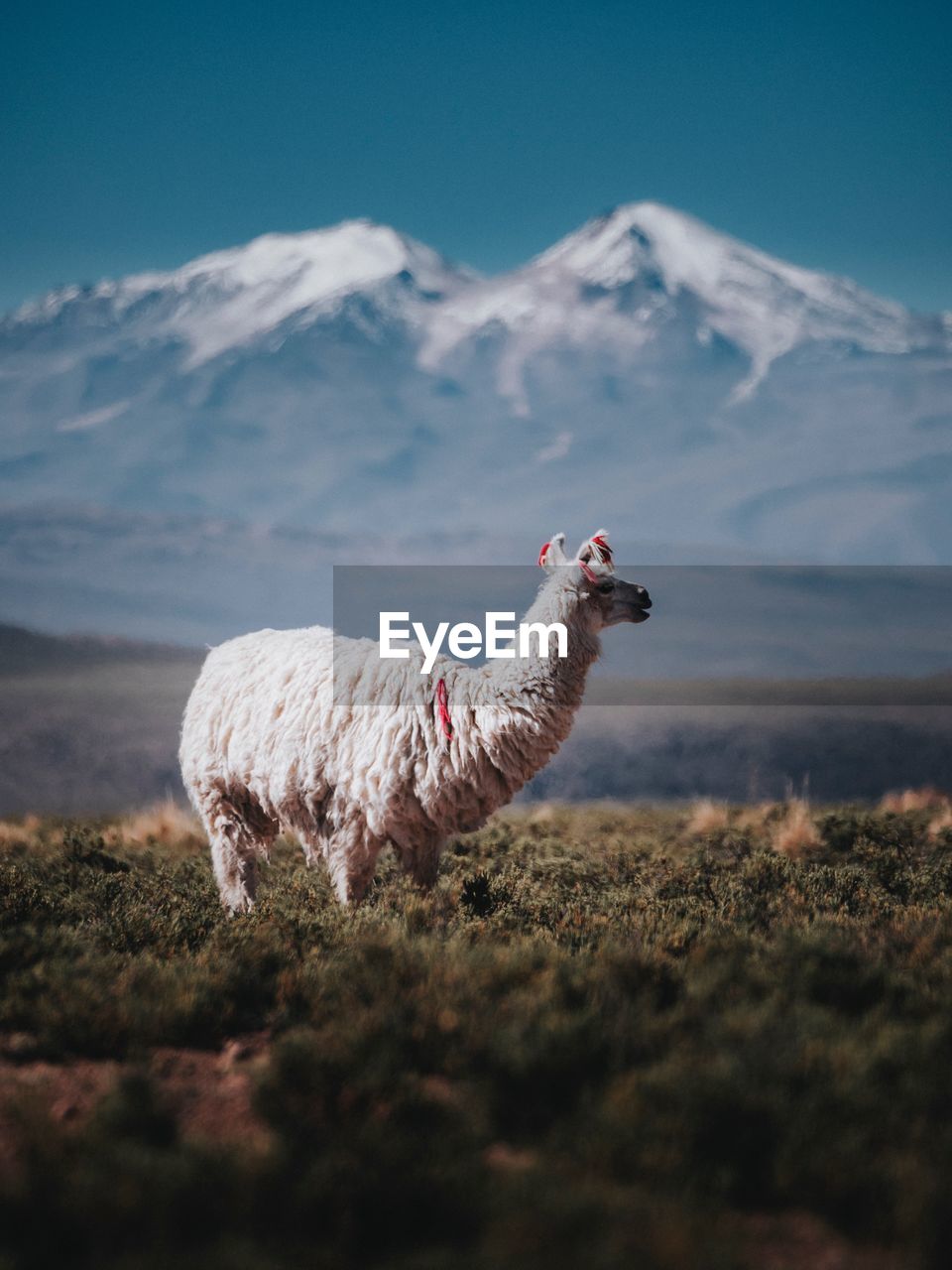 Llama grazing against snowcapped mountains