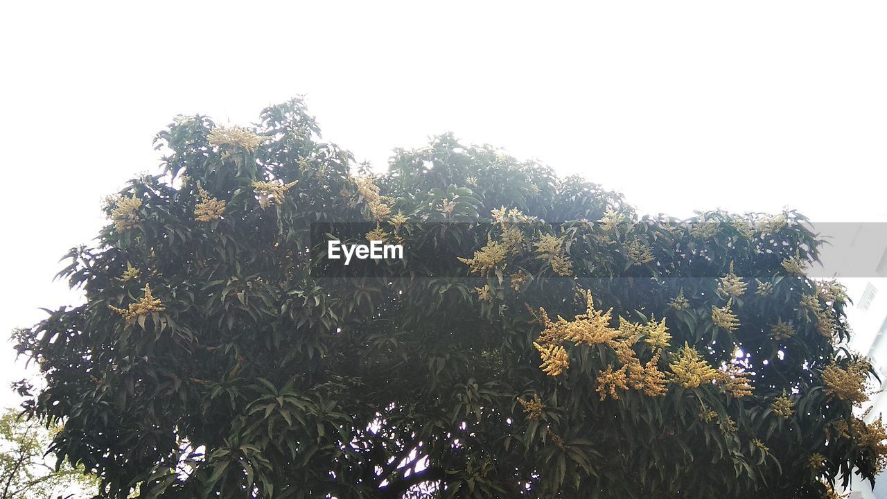 CLOSE-UP LOW ANGLE VIEW OF TREES AGAINST SKY