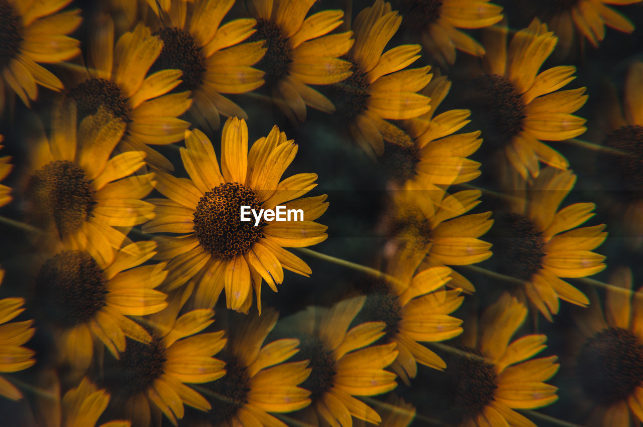 CLOSE-UP OF YELLOW FLOWERING PLANTS