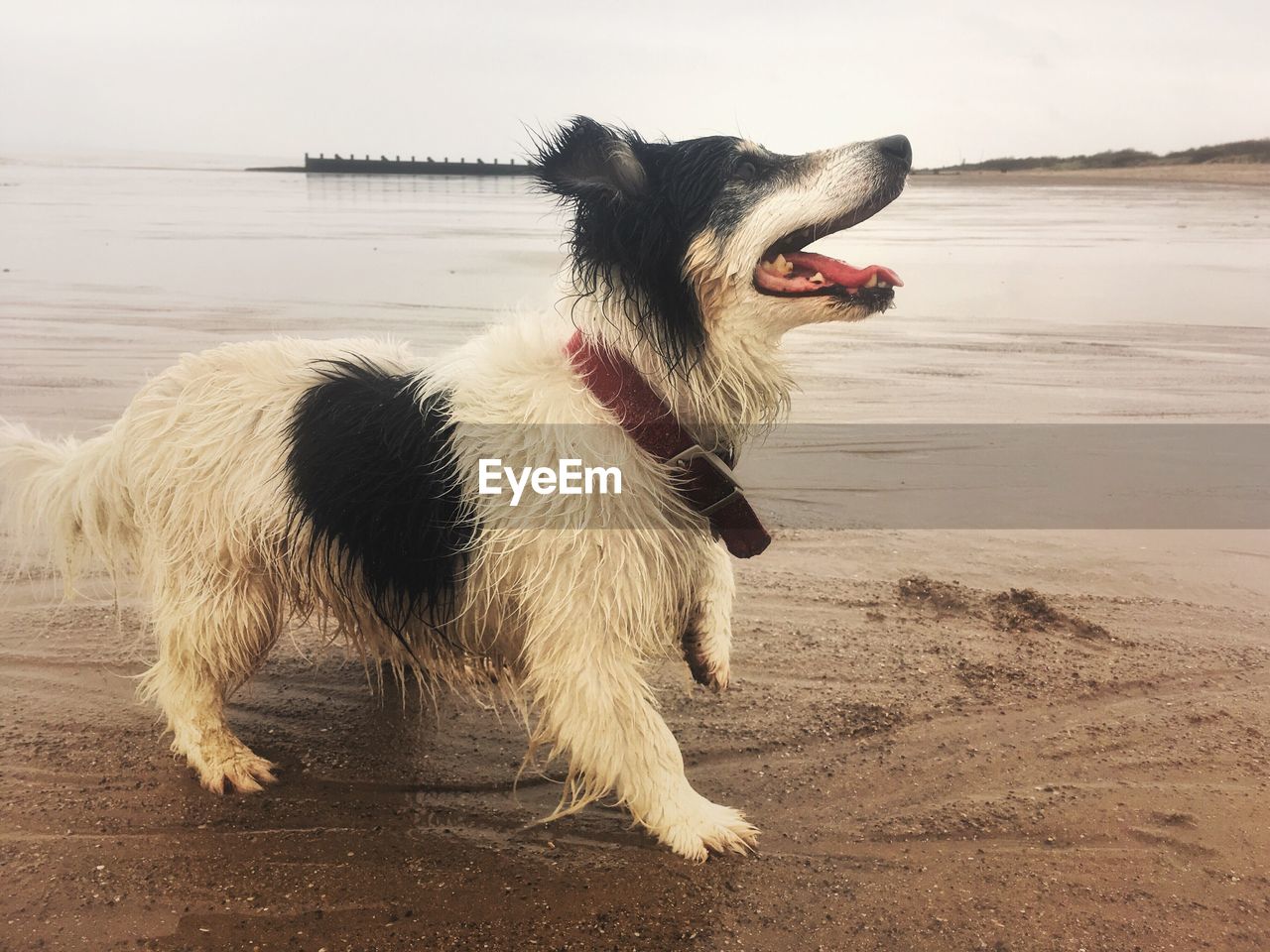 DOG ON SHORE