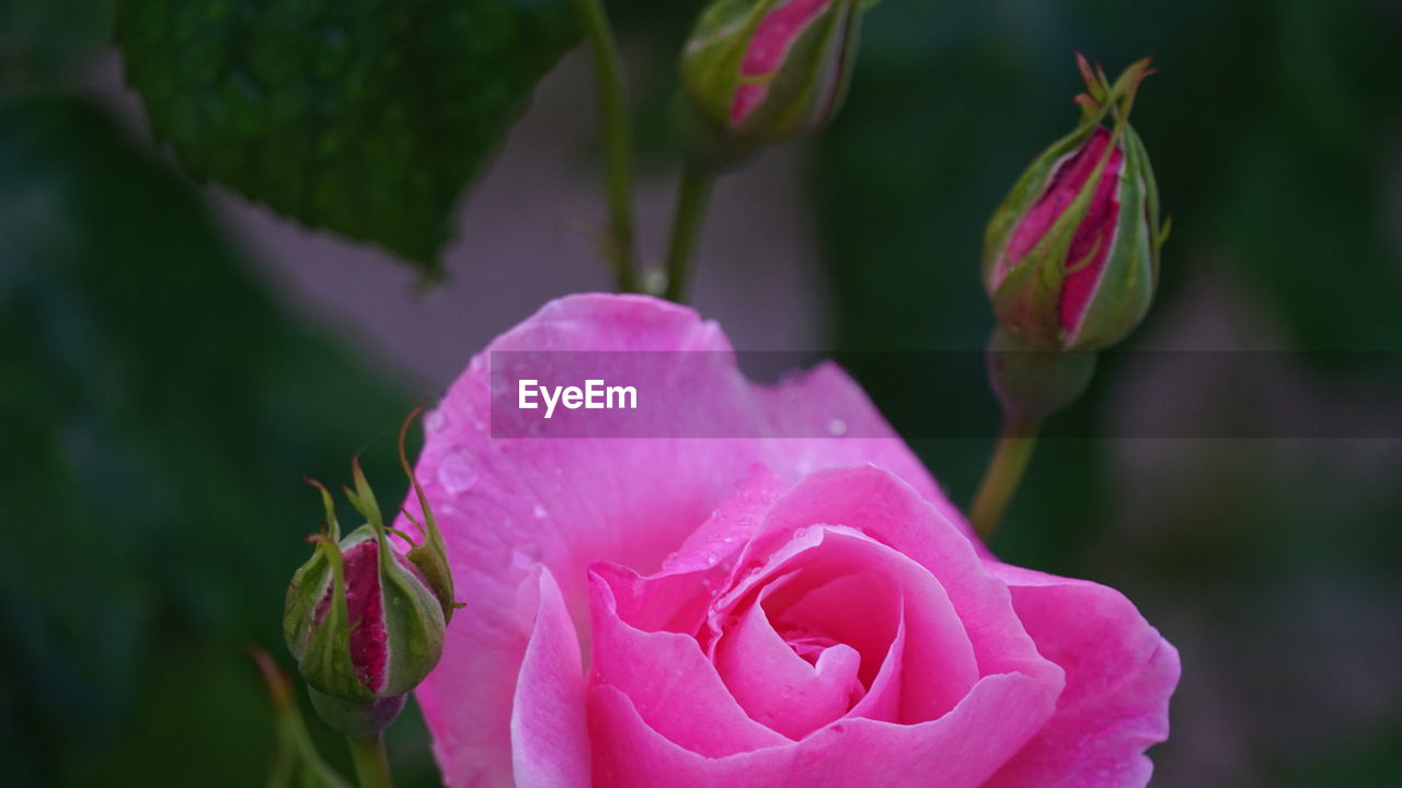 CLOSE-UP OF PINK ROSE AGAINST BLURRED BACKGROUND