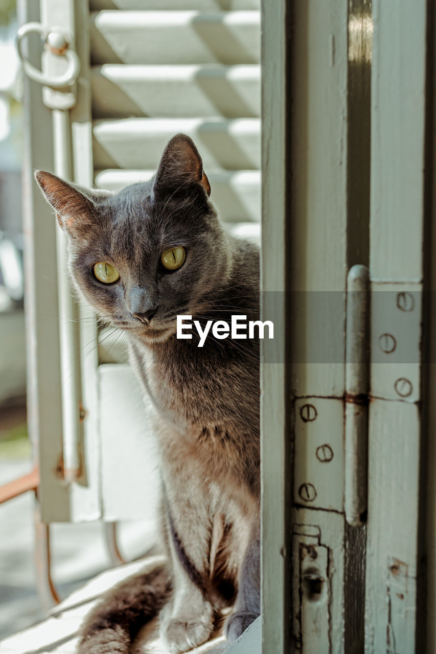 Nice silver gray cat and yellow eyes sitting on the window ledge looking at camera