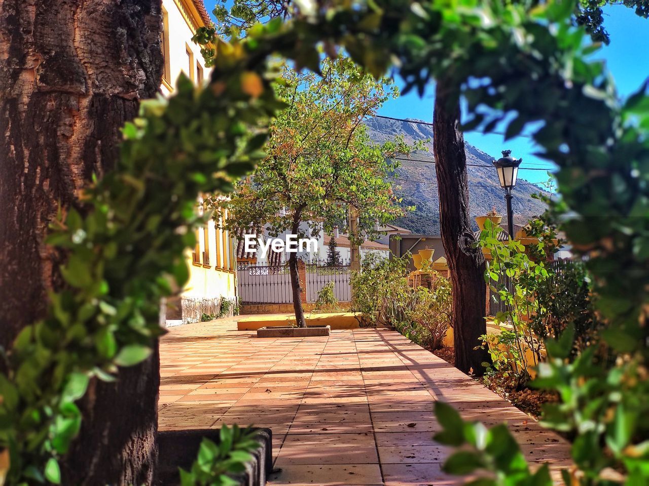 TREES AND PLANTS GROWING OUTSIDE BUILDING