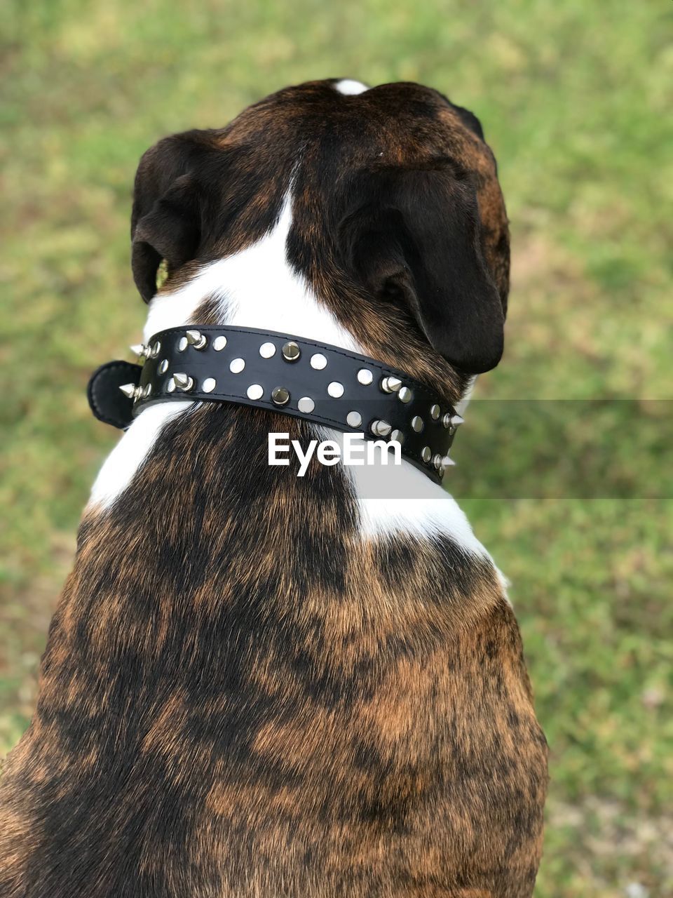 REAR VIEW OF DOG LOOKING AWAY