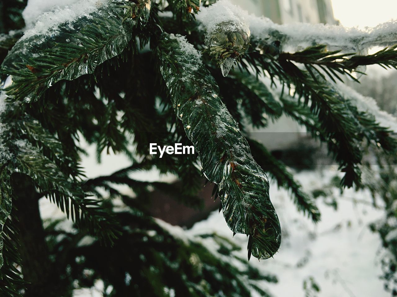 Close-up of pine tree during winter