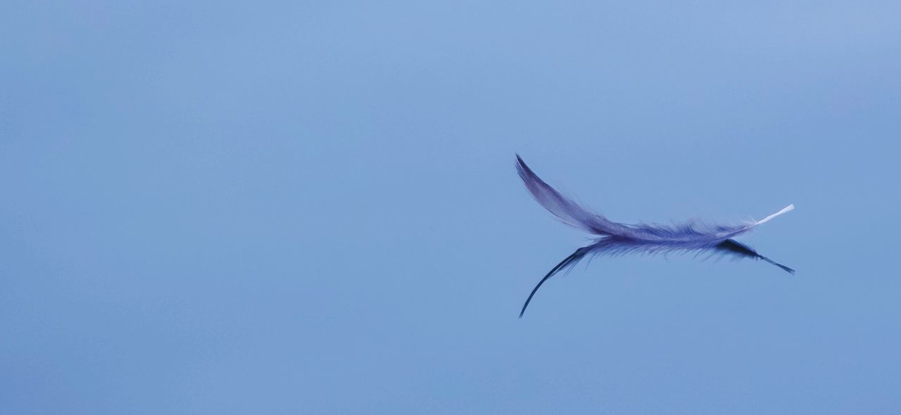 Close-up of bird flying against clear blue sky