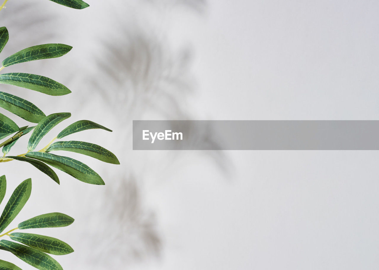 leaf, plant part, plant, nature, green, herb, branch, copy space, no people, flower, environment, grass, tree, healthcare and medicine, medicine, growth, close-up, outdoors, cannabis, beauty in nature, food, food and drink, herbal medicine, plant stem, freshness, social issues