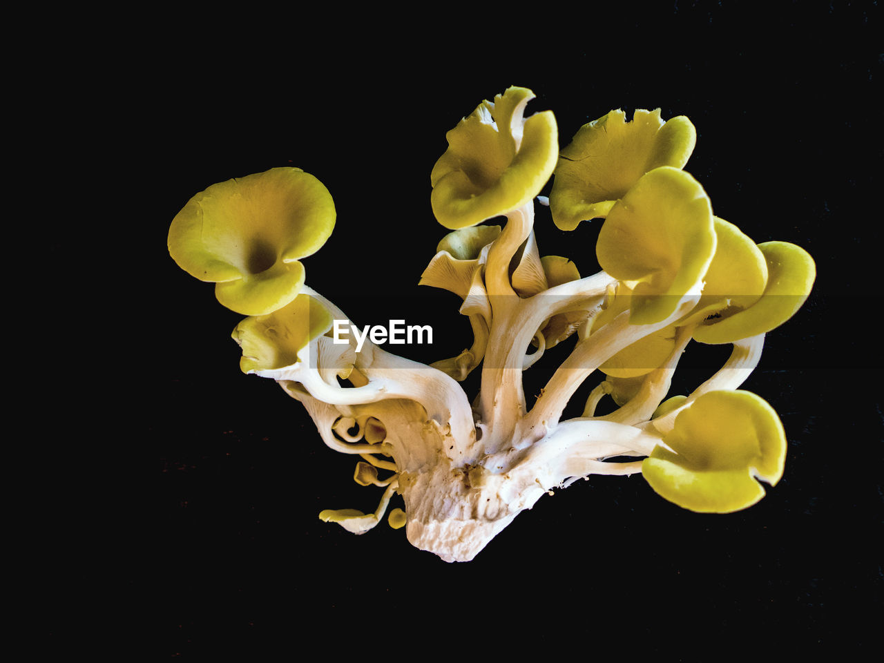 Close up of mushroom against black background