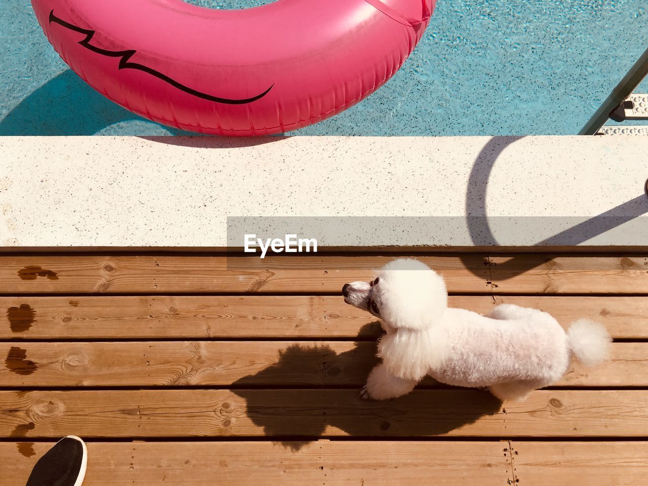 CLOSE-UP OF WHITE DOG OUTDOORS