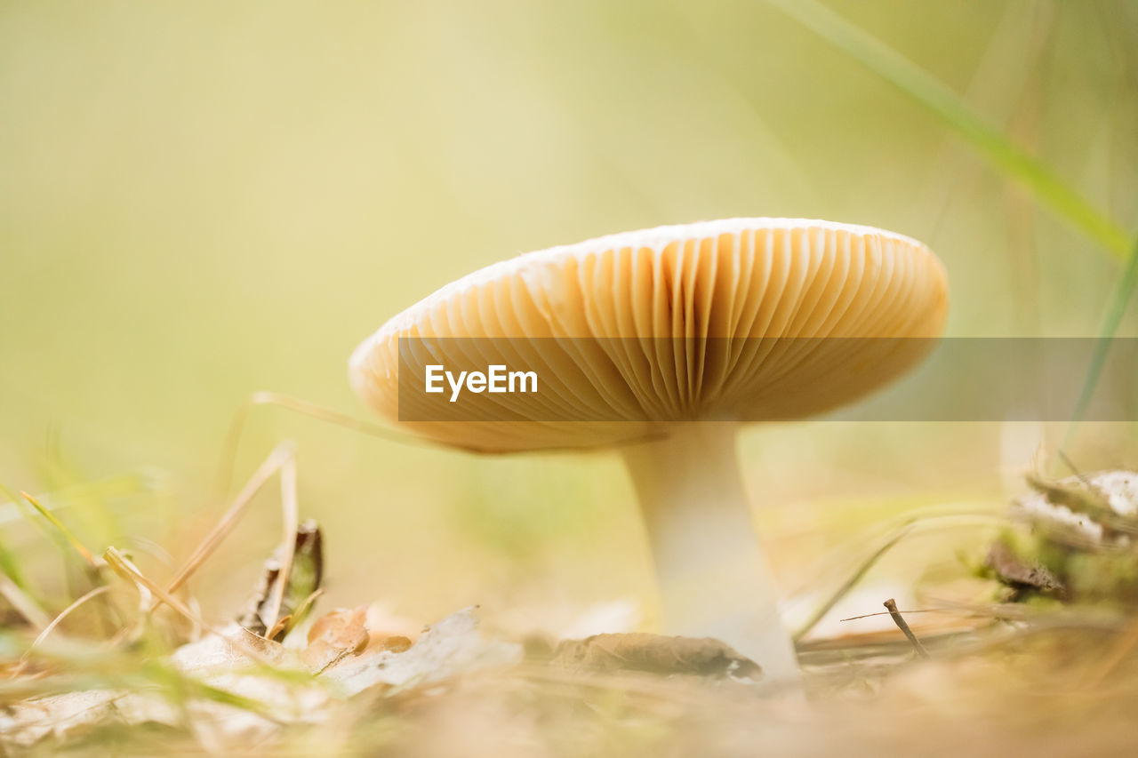 close-up of mushroom growing in forest